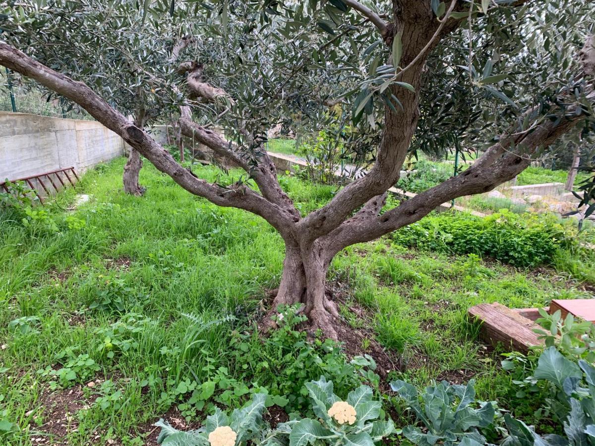 Li Vigni House Apartment Custonaci Bagian luar foto